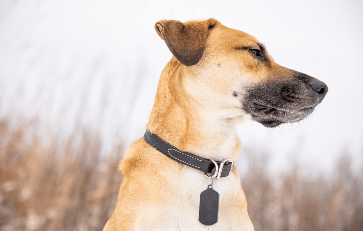 Lost Pet? Let QRSpider Help You Bring Them Home